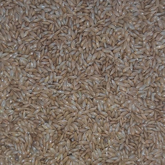 Foto 2 de 3 de pcmoviles - Pack 2 Bolsas de Alpiste 1 kg (Total 2 kg) - Semilla Natural para Aves de Jaula y Silvestres