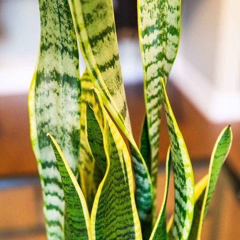 Buy Perfect Plants Liquid Snake Plant Fertilizer 8oz. of Premium