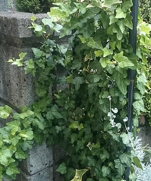 Amazon Co Jp アイビー 苗 根付き 斑1本 か ハート1本入り ヘデラ ヘリックス アイビー６苗 斑アイビー１苗 Diy 工具 ガーデン