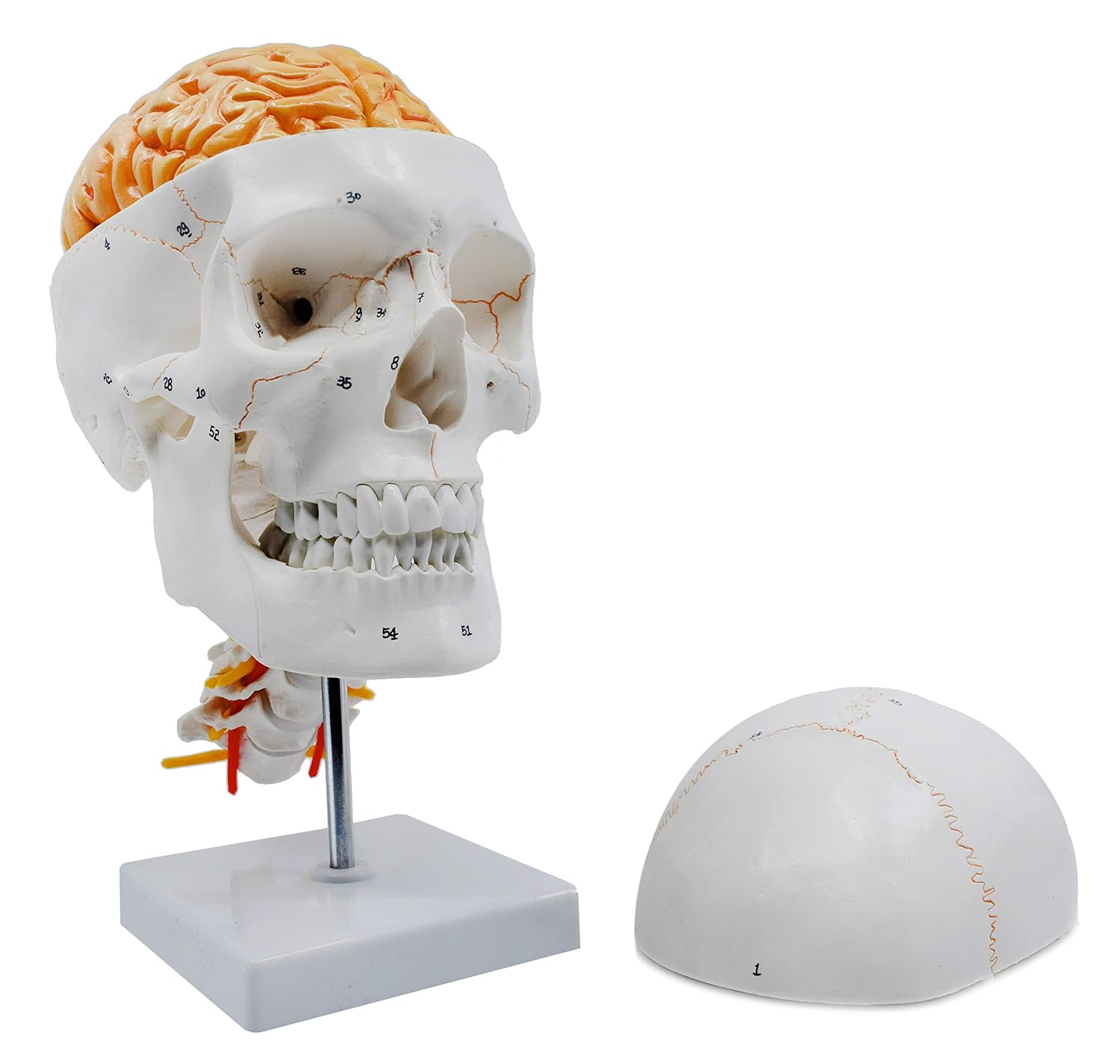 Numbered Skull Model, with 3D Brain - Sutures & Cervical Vertebrae - Natural Color & Size - Mounted on Stand - Eisco Labs
