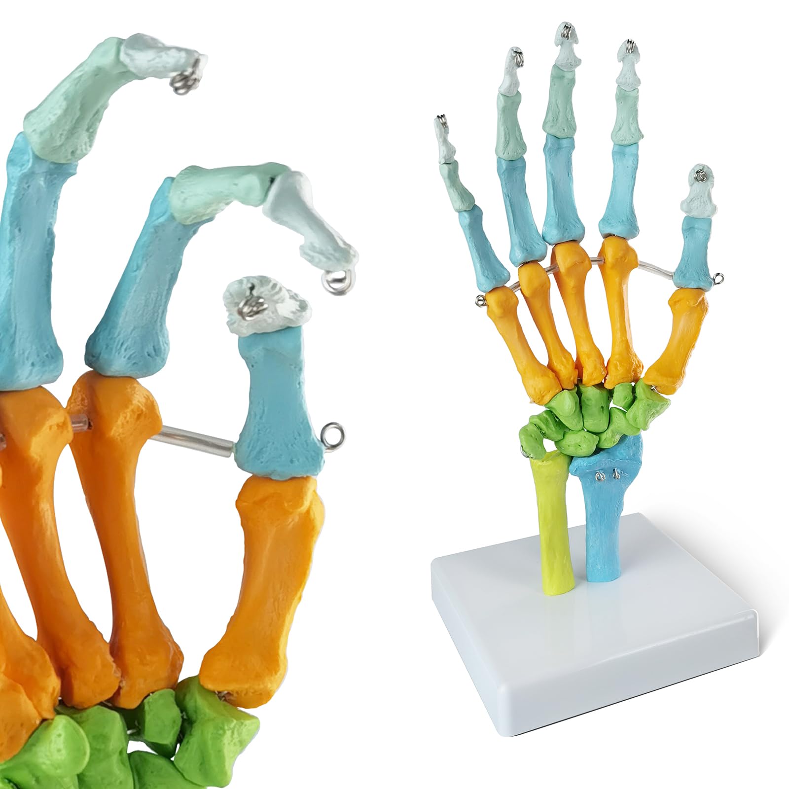 EVOTECH SCIENTIFIC modello anatomico umano, modello anatomico osso della mano colorato