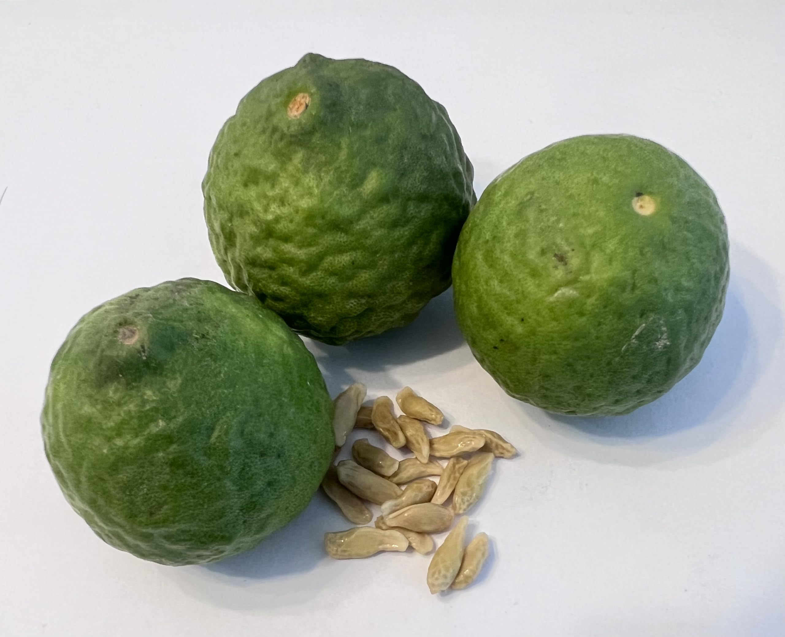 Kaffir Lime Seeds