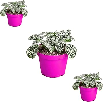 The Snobby Leaf Fittonia Nerve Plant