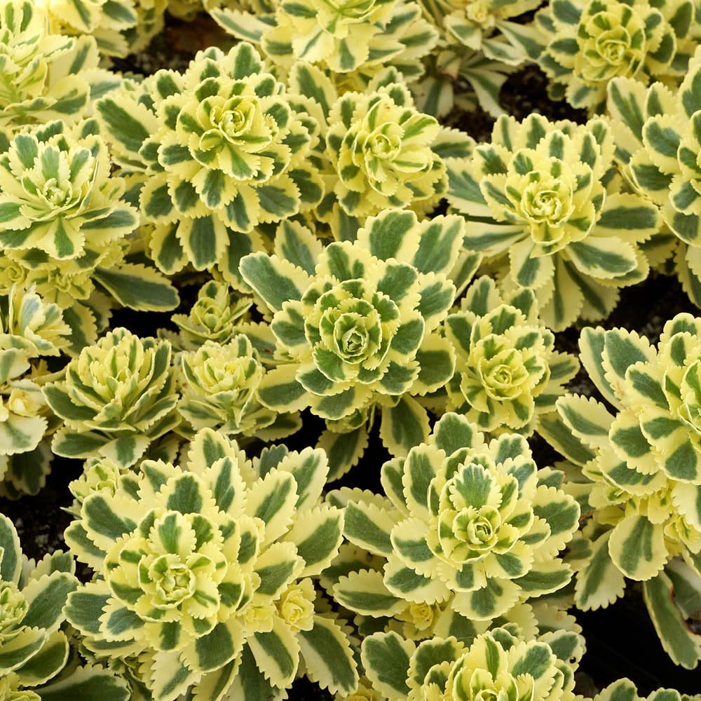 You Garden - 1 x Sedum takesimense 'Atlantis' in a 9cm Pot - Chelsea Plant of The Year 2019 - Drought Tolerant Plants for Gardens - Perennial Plants for Pots, Patios & Gardens