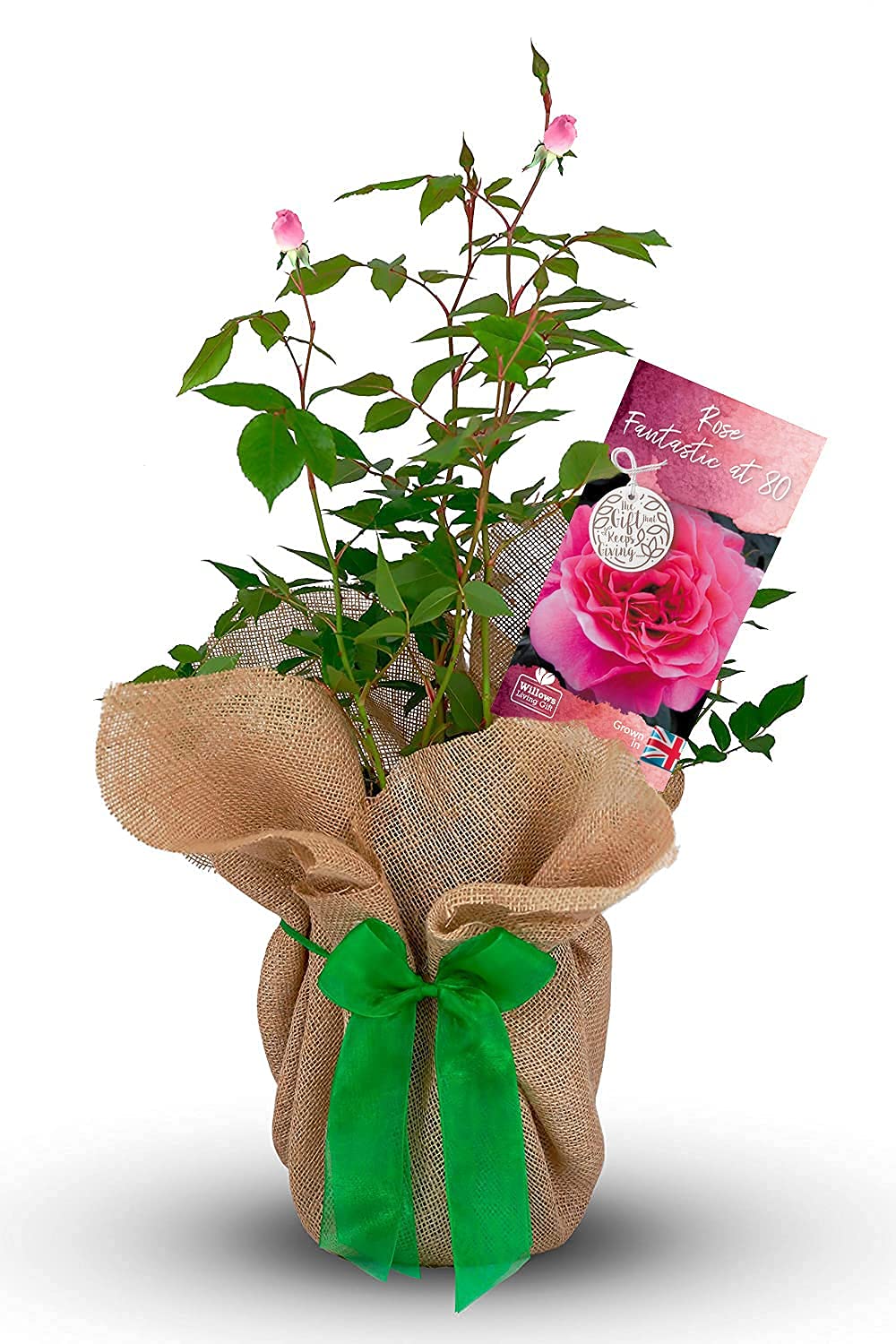 Carbeth Plants Pink Fantastic At 80 Rose Gift Wrapped In 3L Pot - Vibrant Floribunda Rose Bush For 80Th Birthday - Gift For Her & Special Occasions