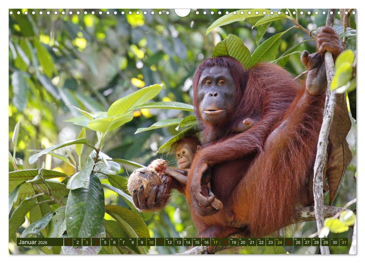 Borneo - Tierparadies Regenwald (Wandkalender 2026 DIN A3 quer), CALVENDO Monatskalender: Eine tierische Bilderreise durch Borneo (CALVENDO Tiere)