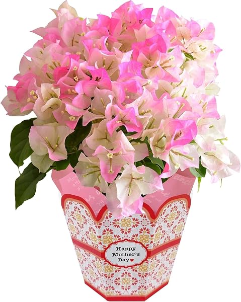花のギフト社 母の日 花 鉢植え ブーゲンビリア プレゼント 花鉢 母の日ギフト 誕生日 ピンク - 1