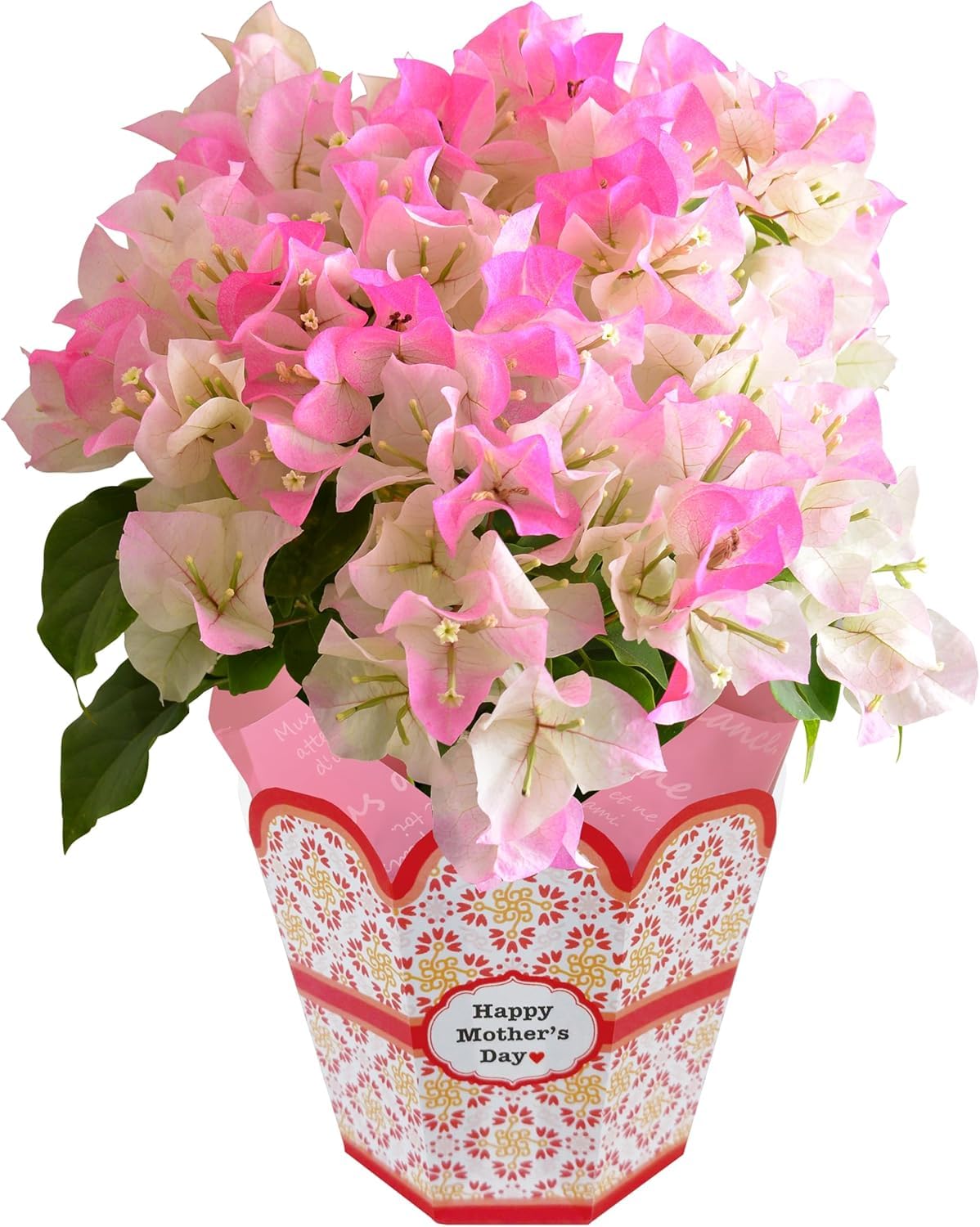 Amazon.co.jp: 花のギフト社 母の日 花 鉢植え ブーゲンビリア