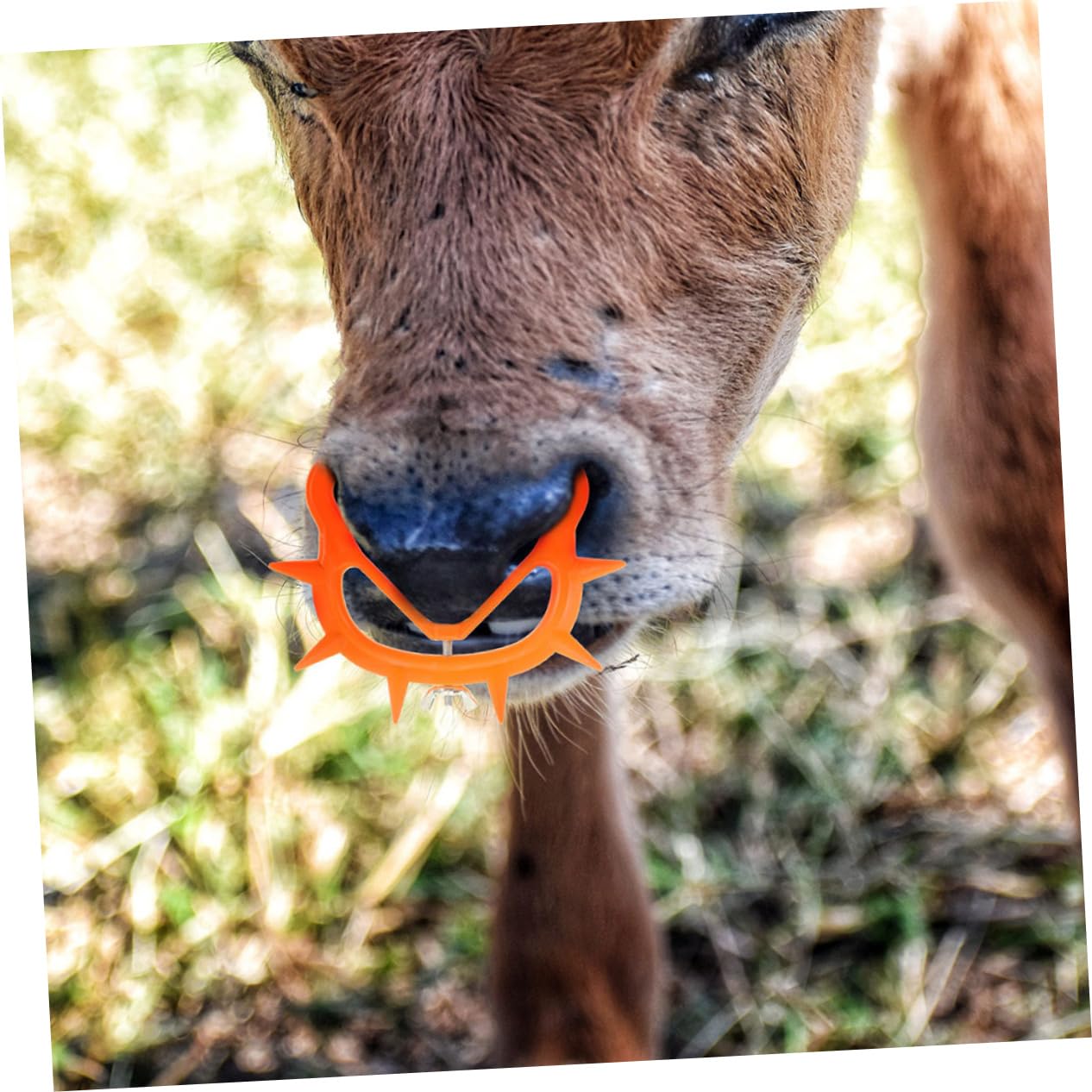 BESPORTBLE 40pezzi Clip Per Nasino Di Vitello Attrezzatura Per Svezzamento Bovina Strumento Pratico Per Allevatori e Veterinari Materiale Resistente e Facile Da Usare