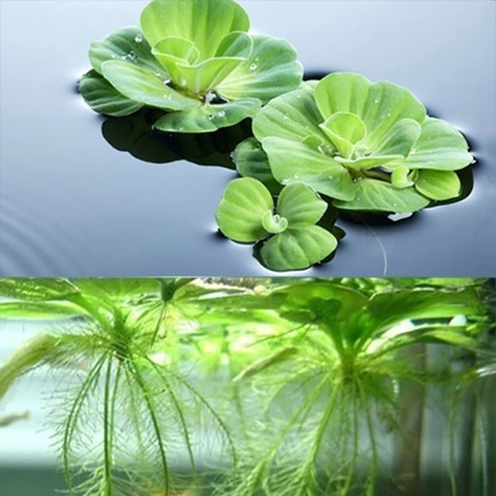 Semi Di Fiori Di Loto - 100 Pezzi, Colorati, Per Giardino, Balcone O Interni, Facili Da Coltivare - Foto 3