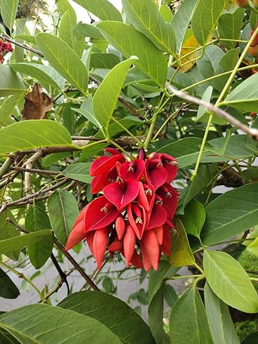 Miniatura 4 de Semillas de árbol de coral de Cockspur, Erythrina Crista-Galli, (25 unidades)