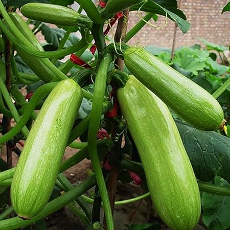 VibeX Home Garden Squash Cucurbita Pepo Vegetable Marrow Cocozelle Seeds Plant-50 Seeds