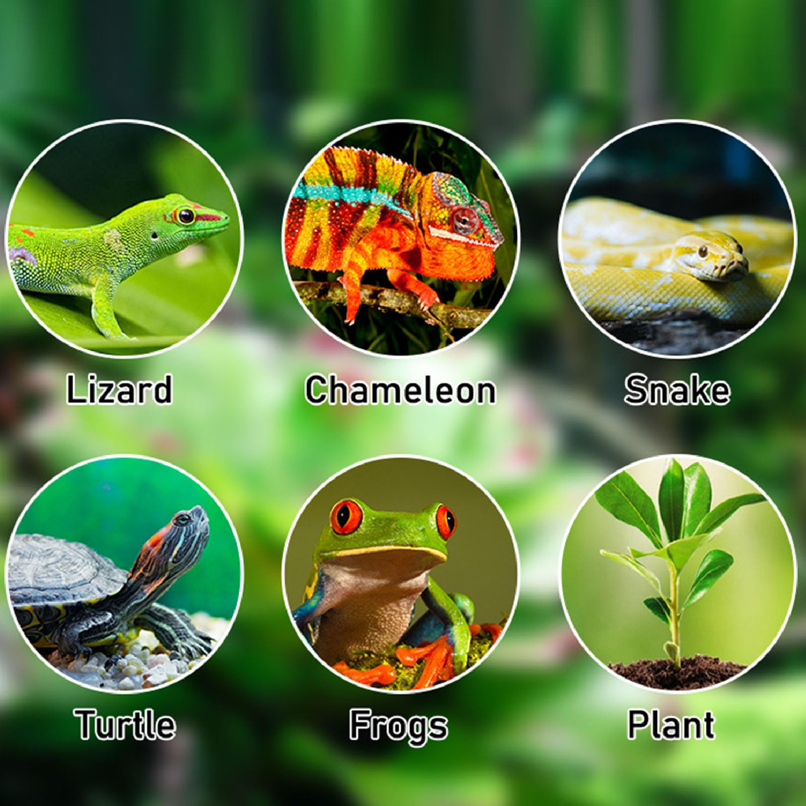 Humidificador para Reptiles, Terrario Silencioso para Reptiles, Kit de Nebulización con Temporizador Inteligente con 2 Boquillas de Pulverización Ajustables de 360°, Kit de