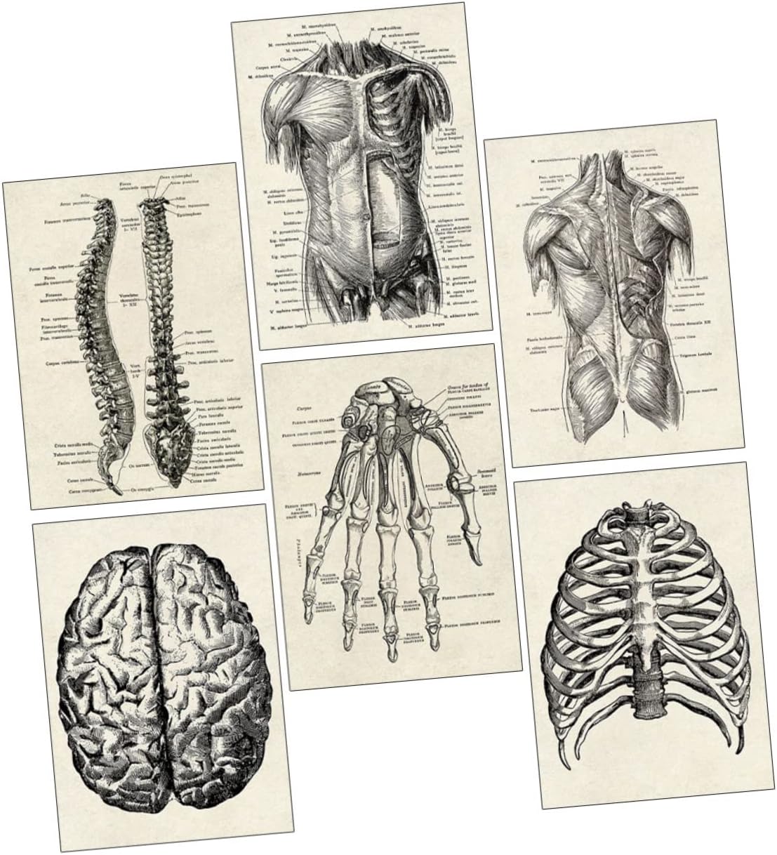 6 Pcs Human Anatomy Retro Decor Retro Home Decor Home