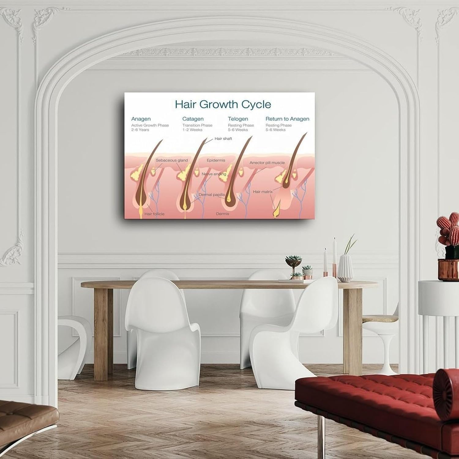 Hair Follicle And Hair Structure Diagram Poster Hair Growth Cycle (4) Canvas for Bedroom Living Room Decor (08x12inch(20x30cm), Unframe-style)