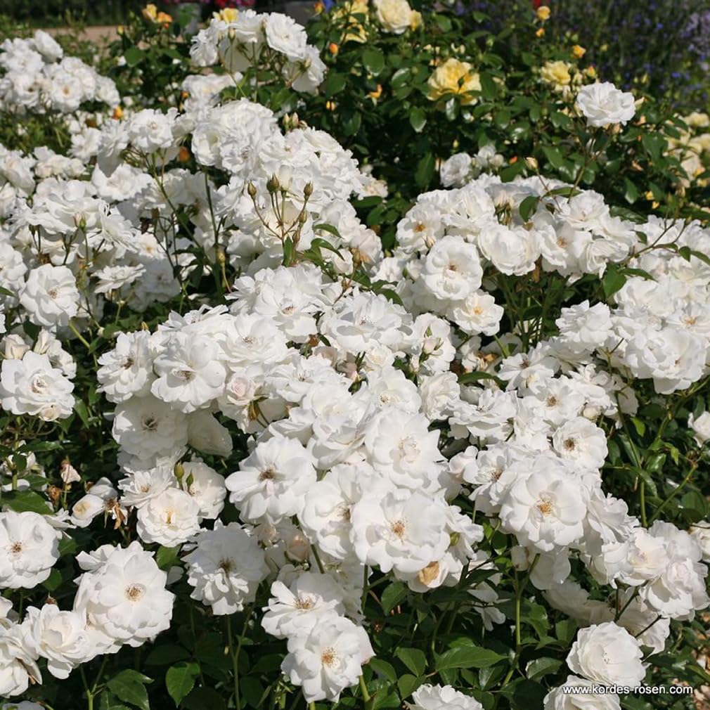 2 x Rose - Rosa 'Climbing Schneewittchen' Topf 25-30 cm - Die charmante Kletterrose mit immerwährenden weißen Blüten!