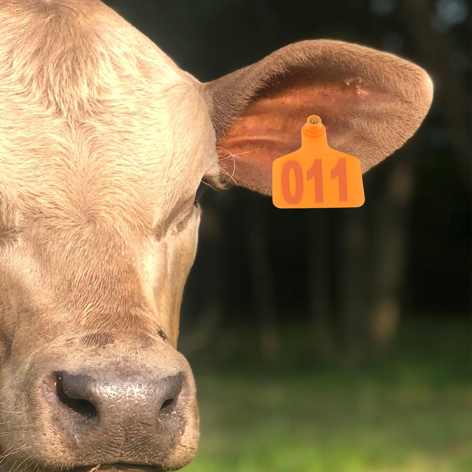 KESYOO 100 etichette per orecchie di bestiame arancione con numero, in plastica resistente, di piccole dimensioni, per mucche, pecore e maiali, adatte per l'identificazione e la gestione in fattoria e