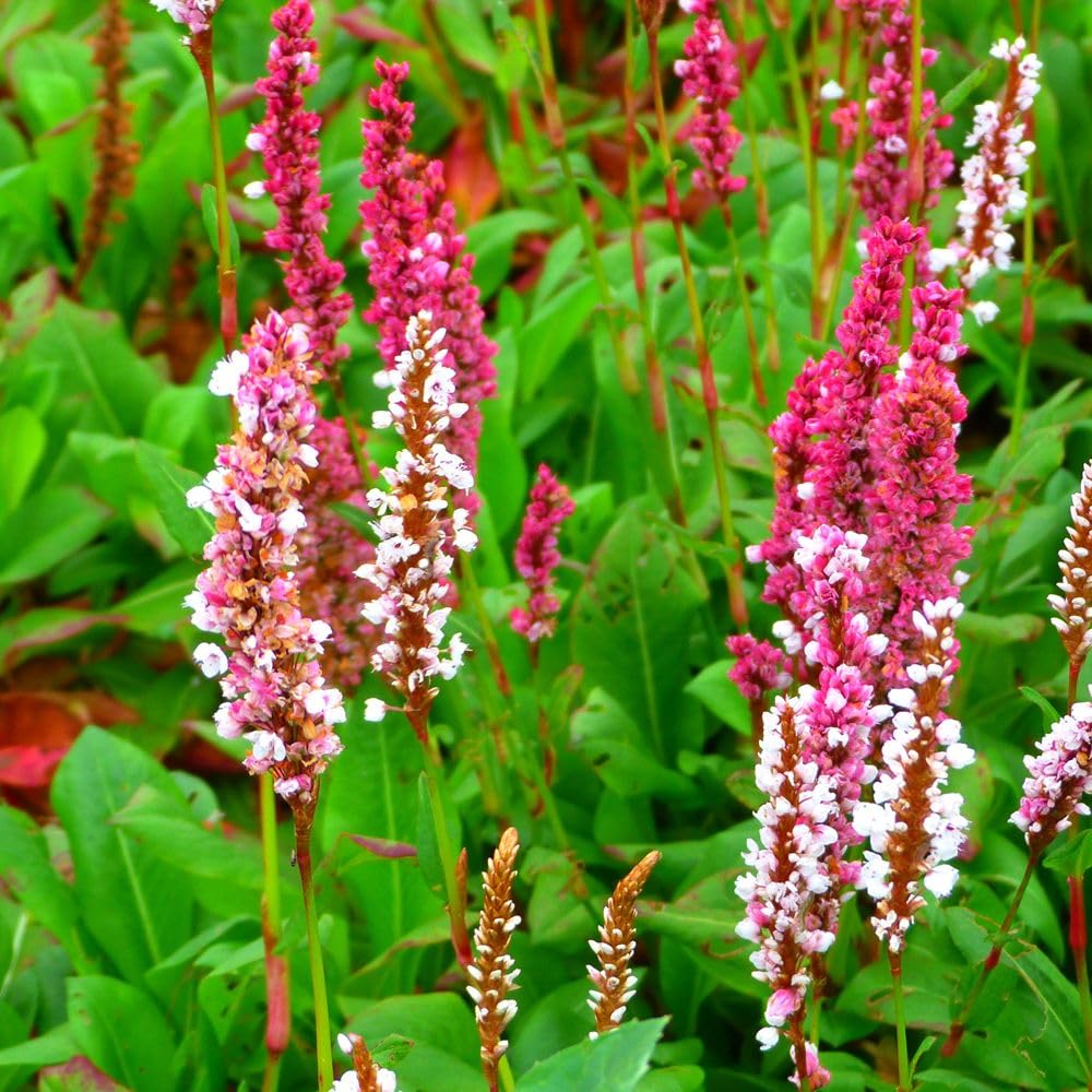 Persicaria Affinis Darjeeling Red, Hardy Perennial, Stunning Red Flowers, Ground Cover, 1x 1 Litre Pot by Thompson and Morgan