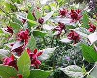Vista 3 de Carolina Allspice (arbusto dulce) - Arbusto de 6 a 18 pulgadas de alto - Maceta de cuarto de galón - Planta viva - Calycanthus floridus