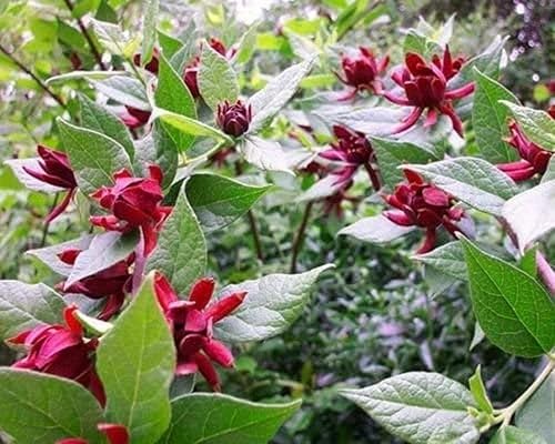 Miniatura 4 de Carolina Allspice (arbusto dulce) - Arbusto de 6 a 18 pulgadas de alto - Maceta de cuarto de galón - Planta viva - Calycanthus floridus