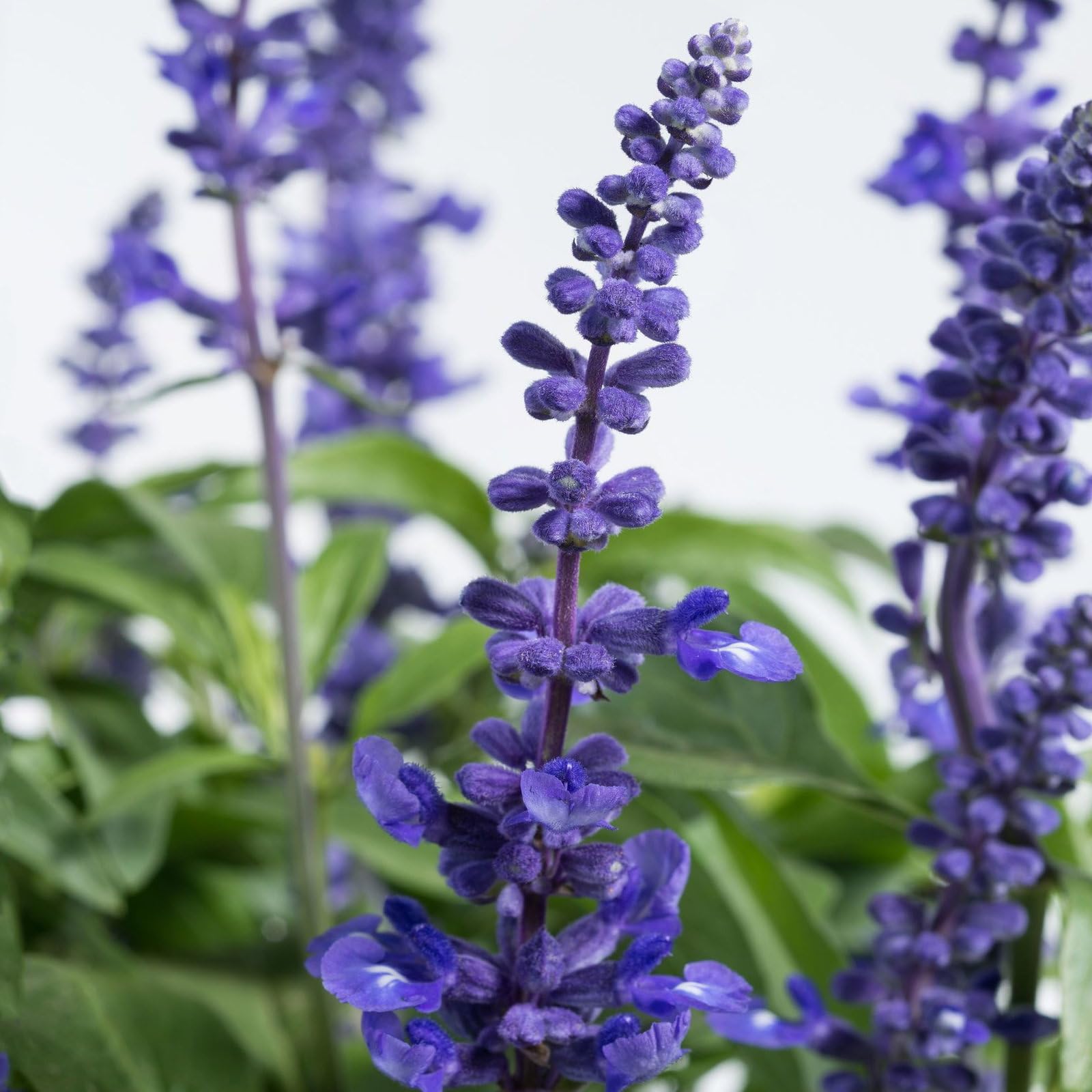 Plant World Seeds - Salvia Farinacea Deep Blue Seeds (Annual Flower Seeds)