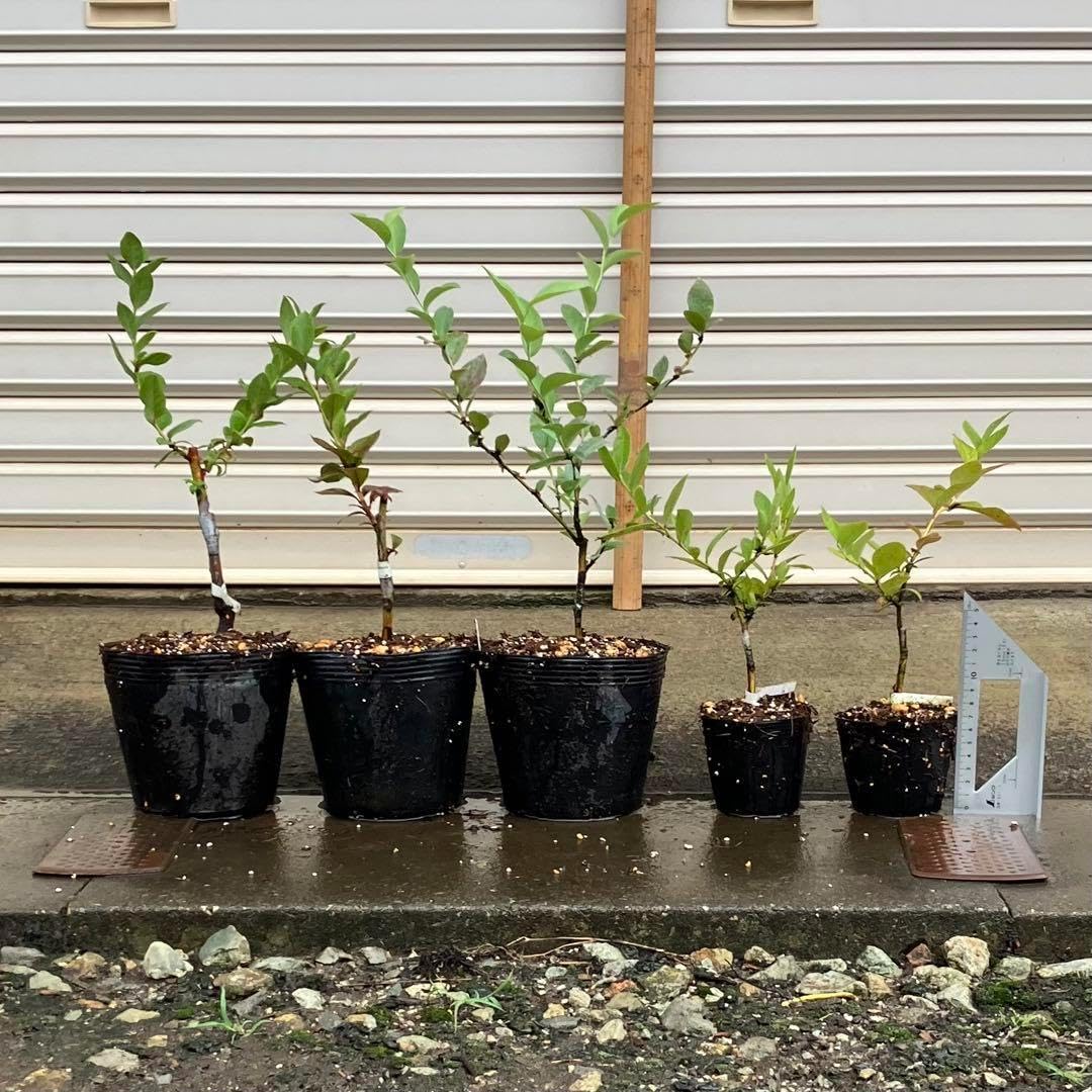 ブルーベリー苗 ブリジッタ&レガシー大苗2本セット