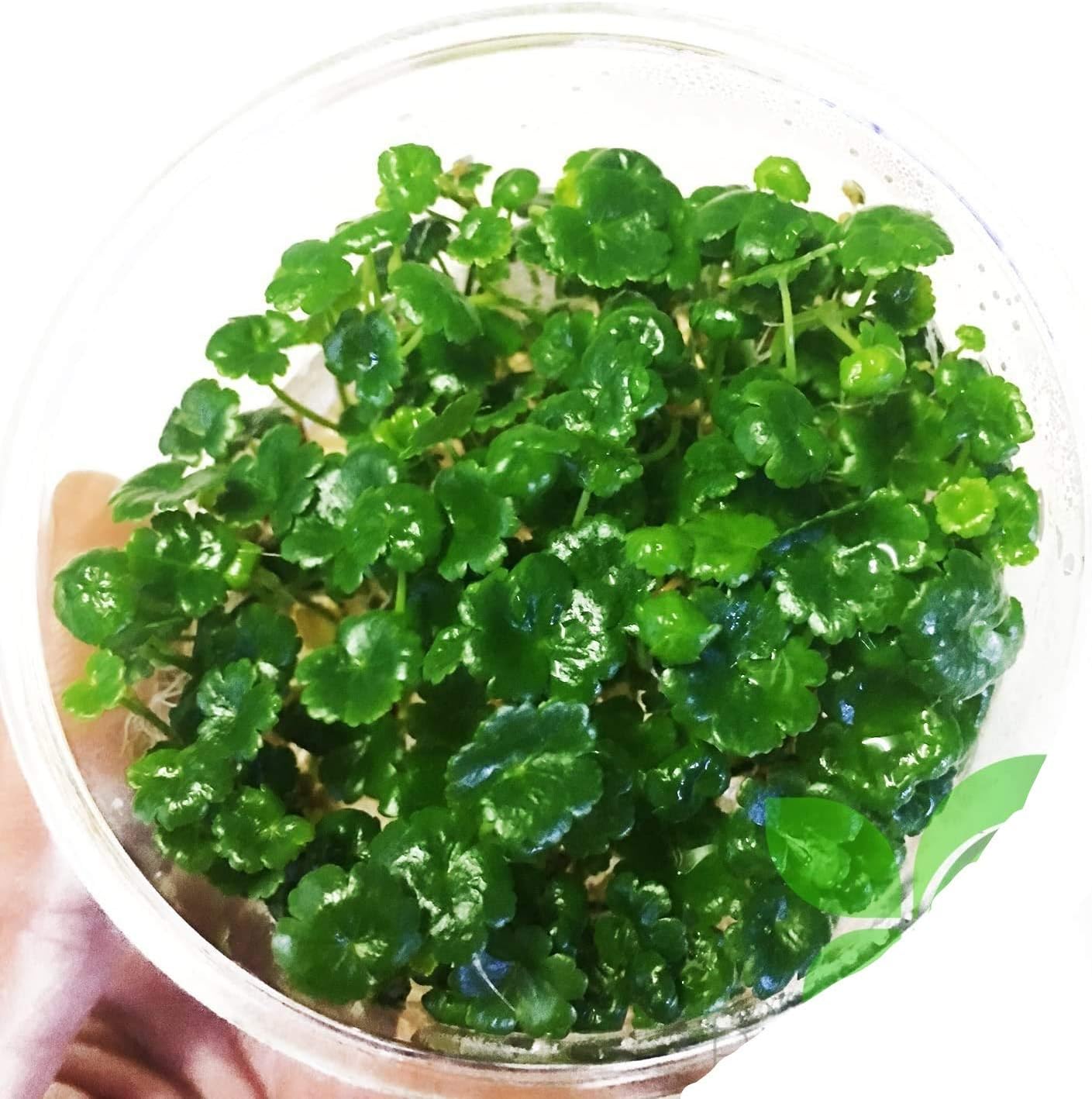 Dwarf Pennywort in Vitro Tissue Culture Cup Live Aquarium Plants Aquatic Foreground BUY2GET1FREE