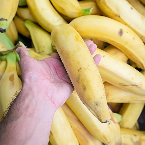 Miniatura 7 de ARTISAN TROPIC Tiras de plátano, veganas, paleo, sin gluten, bolsas individuales, bocadillos saludables para la escuela, el gimnasio, los niños, 30