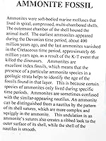 Vista 2 de Fósil de amonita 5 1/2 pulgadas #17585