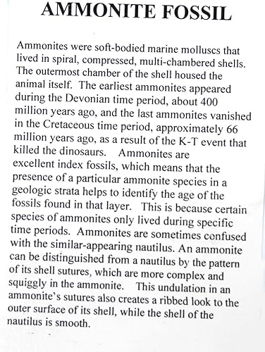 Miniatura 2 de Fósil de amonita 5 12 pulgadas #17585