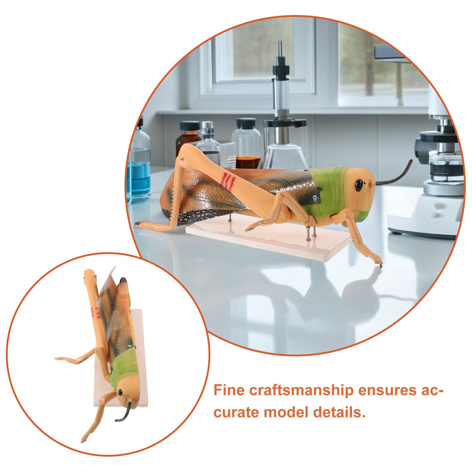 SHINEOFI Figura Desmontable de Insectos para Laboratorio de Biología y Aula de Ciencias en Pvc