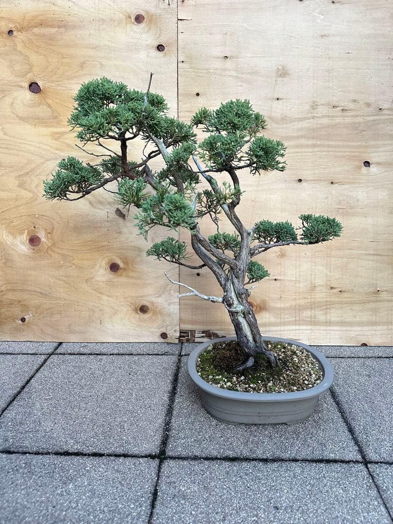 石化檜 小品盆栽 双幹 樹齢約20年 優良盆栽