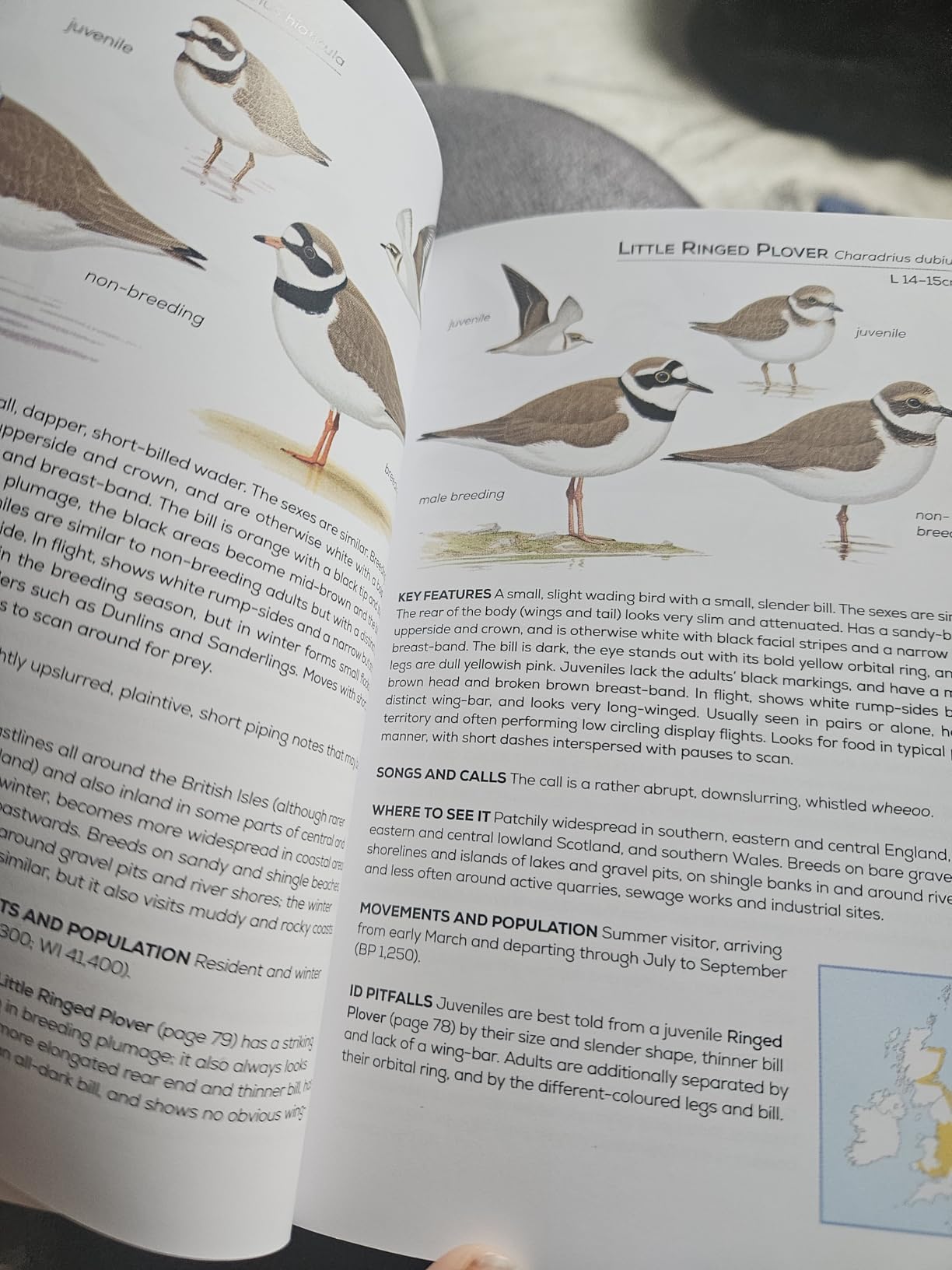 Buy RSPB Pocket Guide to British Birds Book Online at Low Prices in ...