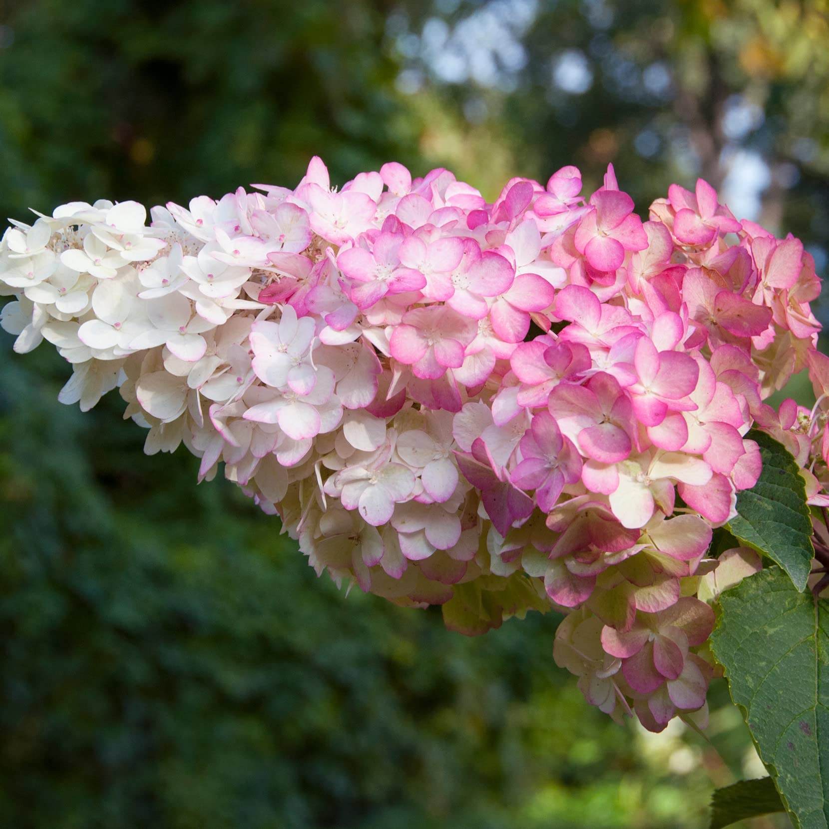 Suttons Hardy Perennial Hydrangea Paniculata ‘Vanille Fraise’ Deciduous Flowering Shrub, Potted Garden Plants Ideal for Cottage Gardens, Patio Containers 3.6 Litre Pot (2 x 3.6 Litre Pot)