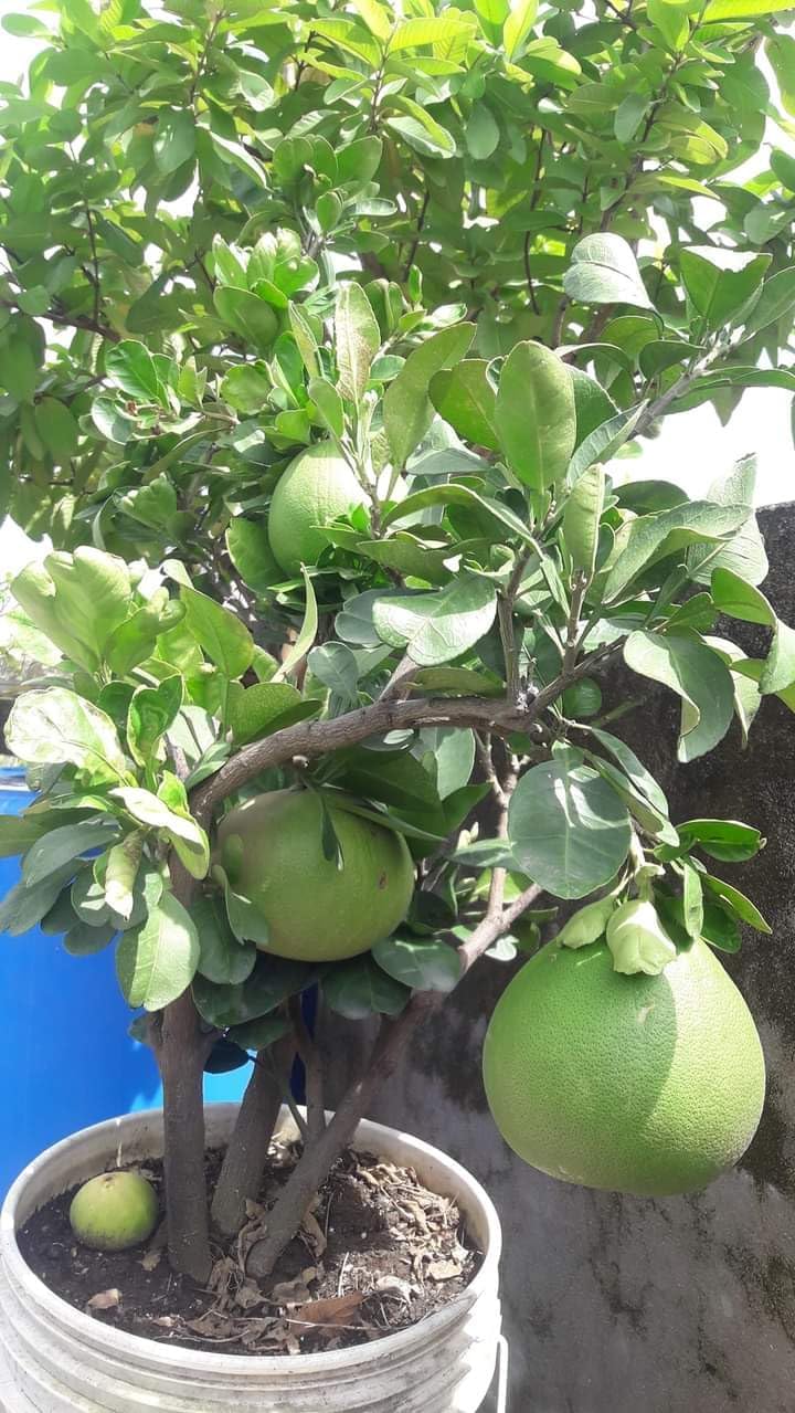 Natura GreenHouse Grafted Sweet Giant Pomelo Batabi Lemon Fruit Plant (Grafted Pomelo) "Special Variety" (Fruit After 2 Year)