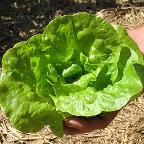 Miniatura 1 de Semillas orgánicas de lechuga Tom Thumb  500 mg  300 semillas  Semillas orgánicas, reliquias, polinizadas abiertas, sin OMG, semillas de jardinería