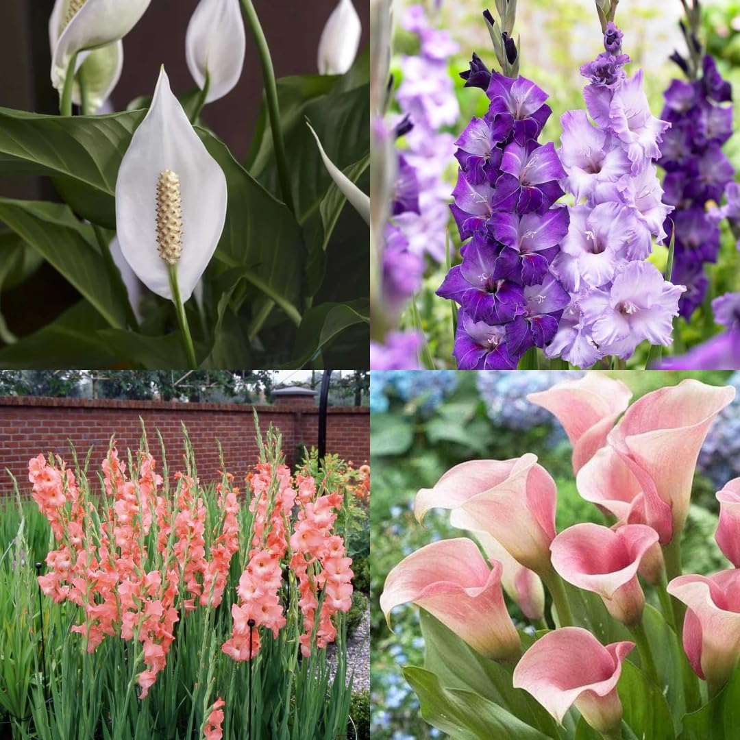 Lily flower bulbs, Beautiful Garden Flowers, Bright Blossoms All Season, 7 bulb-image-25