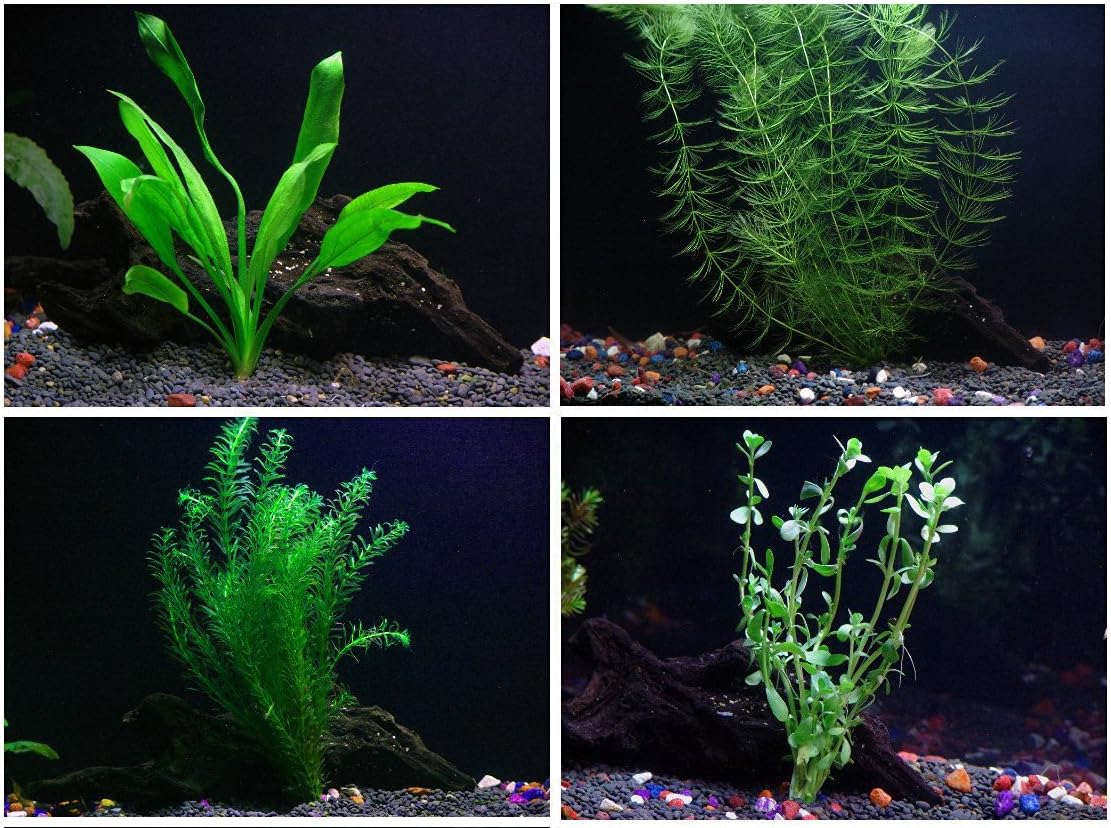 Easy Live Aquarium Plants Package - 4 Kinds - Anacharis, Amazon and More!
