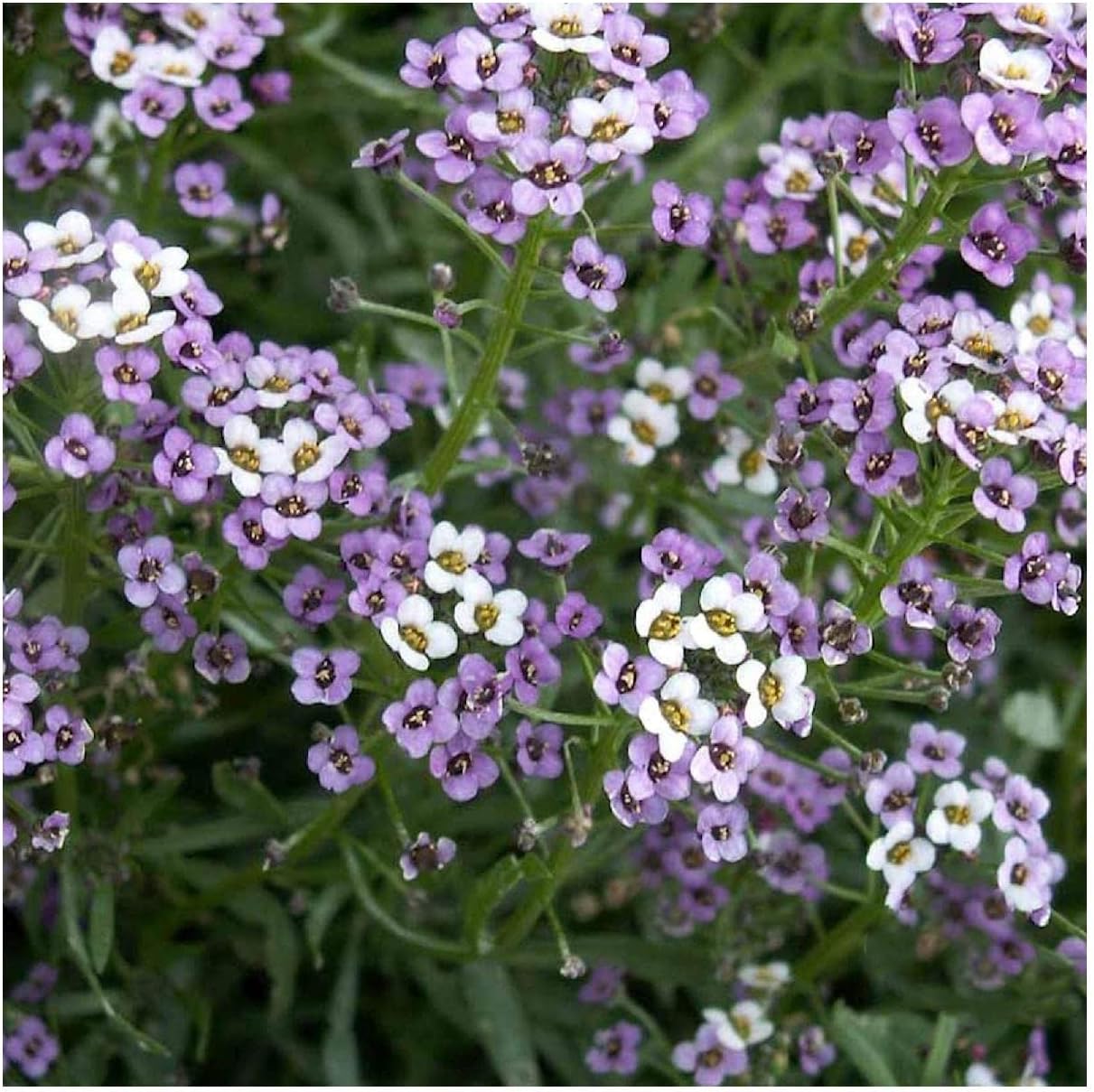 Everwilde Farms - 1/4 Lb Royal Carpet Sweet Alyssum Wildflower Seeds - Gold Vault