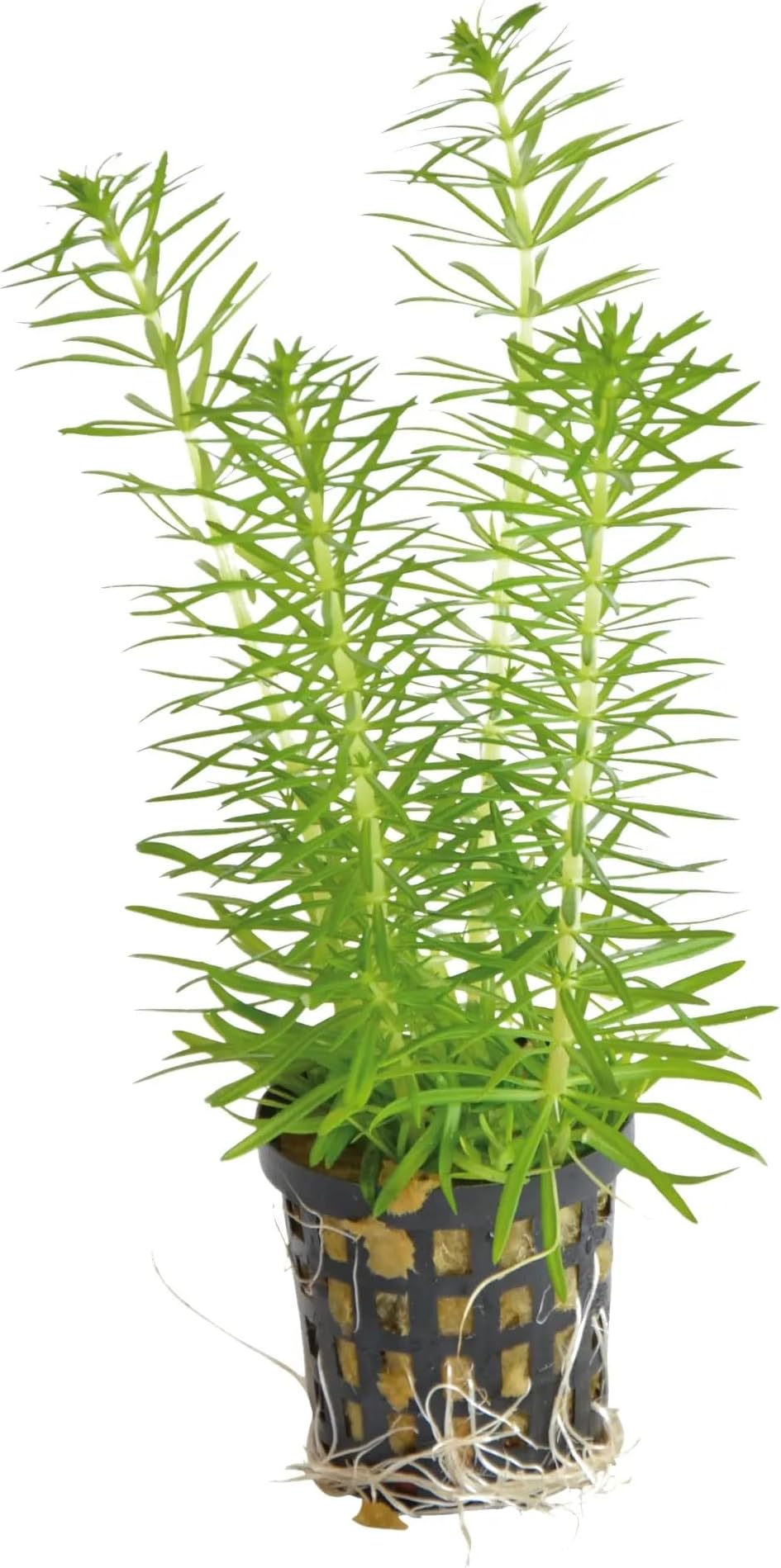 Pogostemon erectus - a beautiful aquarium plant that grows up to 40cm