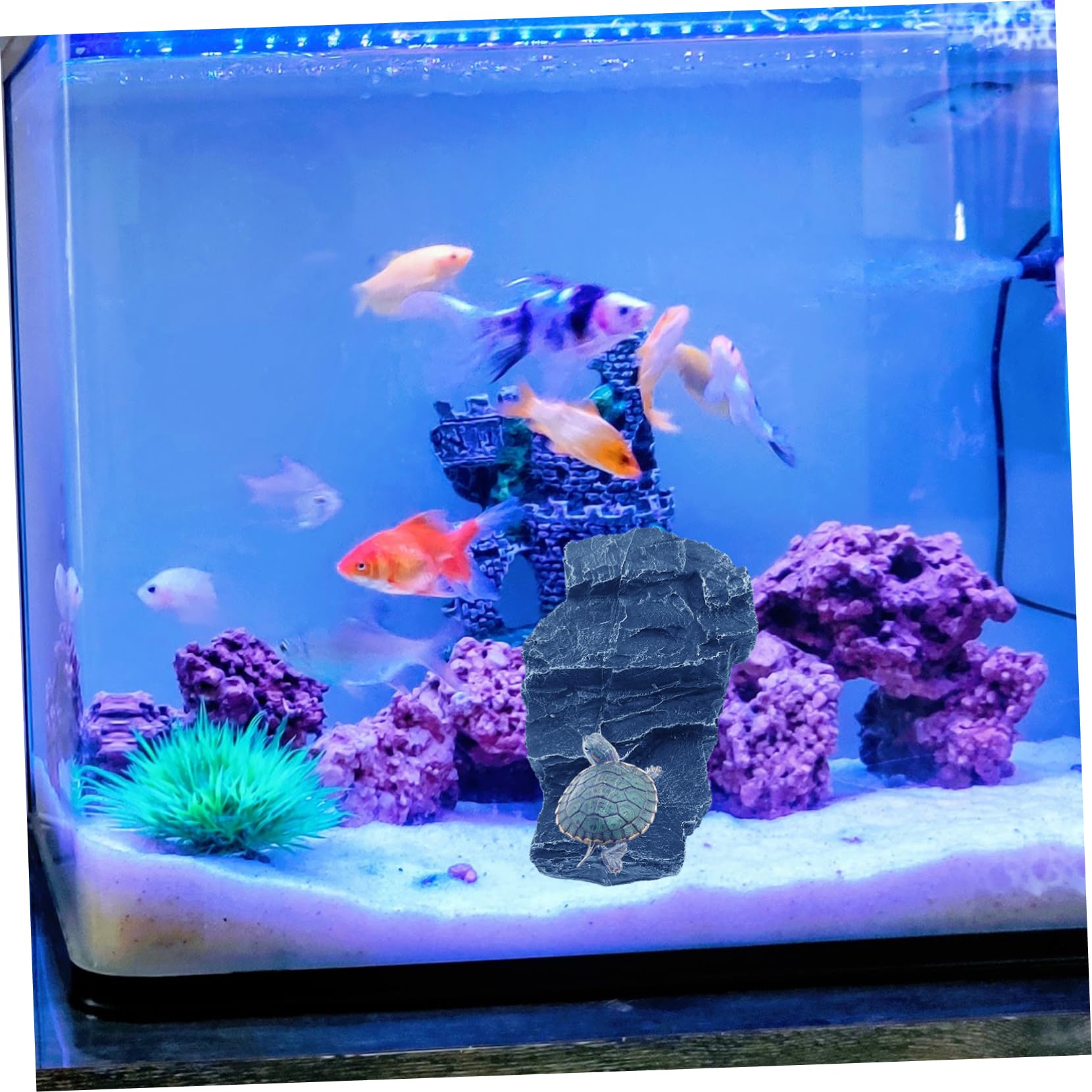 Piattaforma Galleggiante Per Tartarughe QWORK® - 40,5x28 Cm, Con Ventosa, Per Acquari E Terrari - Foto 12