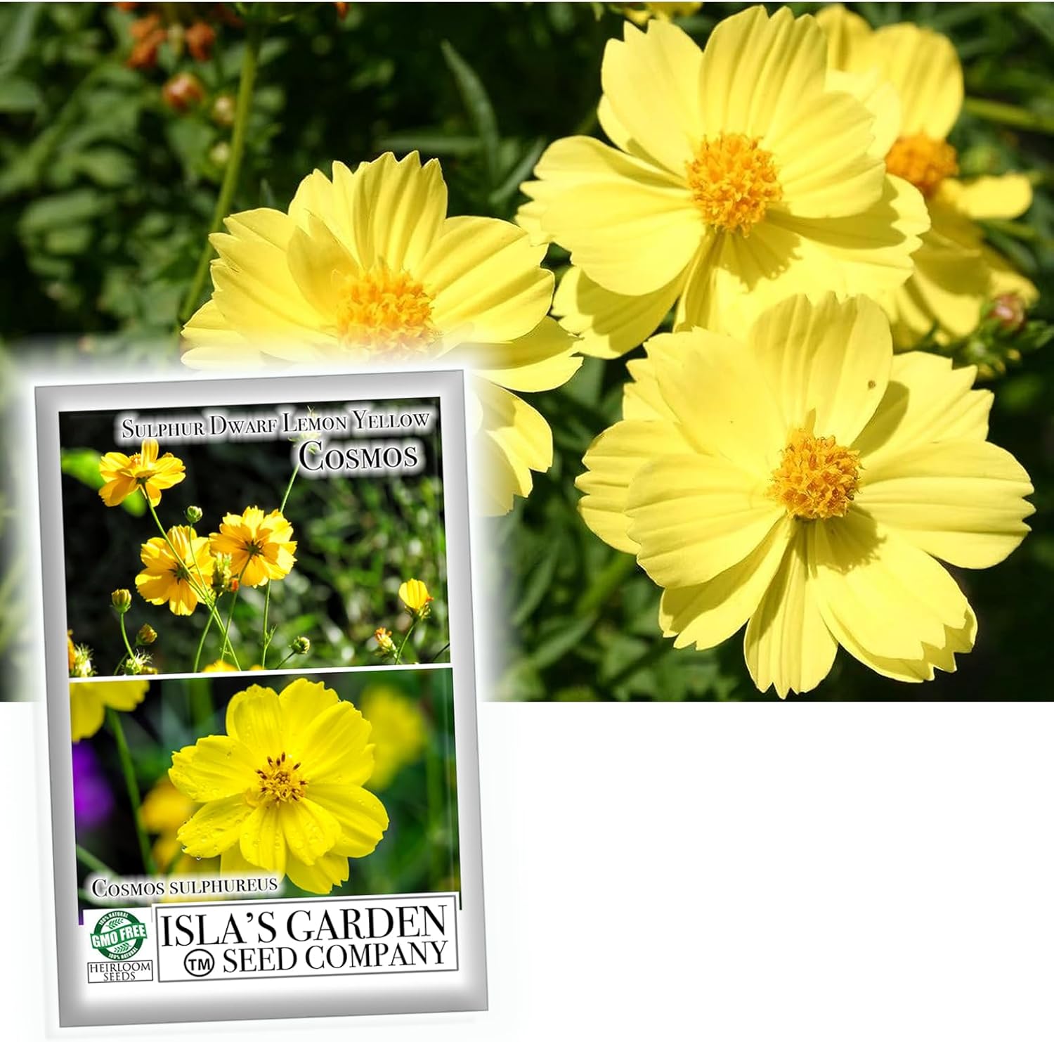 Semillas de azufre «amarillo limón» cosmos para plantar, más de 100 ...