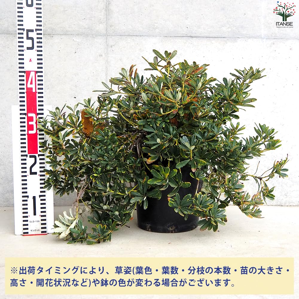 Amazon.co.jp: バンクシア パラドーサ・ドワーフジンジャー 7号鉢