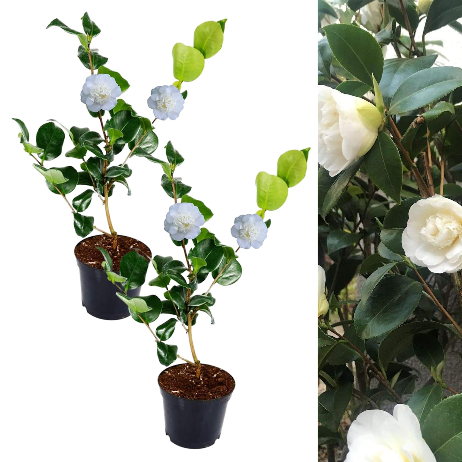 Camellia Nobilissima Plant - Camellia Japonica 20-35cm in Height - Evergreen Shrubs Ready to Plant (2)