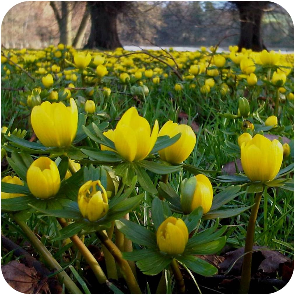 Eranthis cilicia Winter Aconite Bulbs x 25 Bulbs