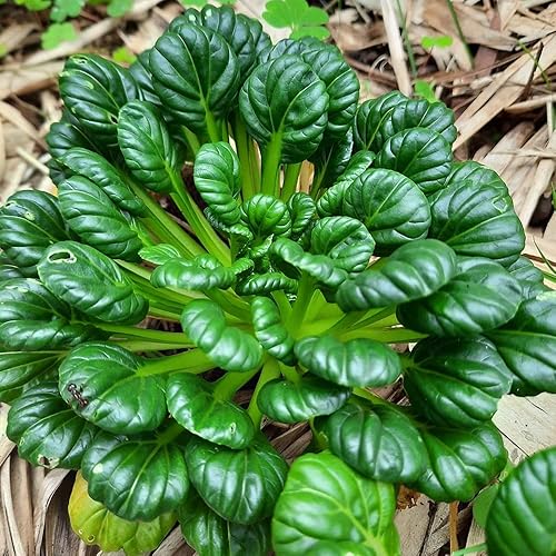 Tatsoi Seeds Asian Greens Mustard Heirloom (500 semillas) – Sin OMG – Semillas siempre frescas – Semillas de siembra para huerto doméstico