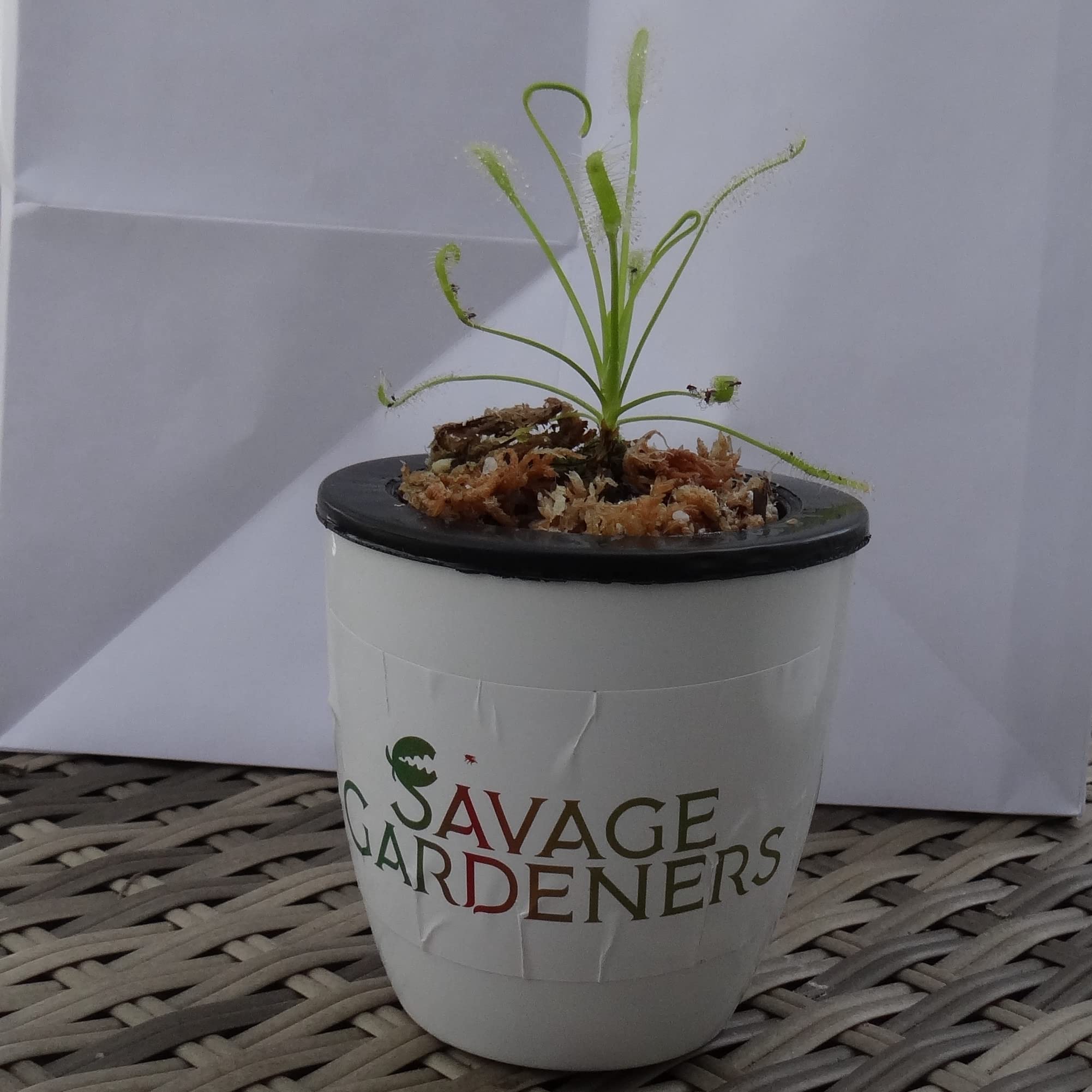 Self-Watering Cape Sundew - Drosera capensis - Carnivorous Plant