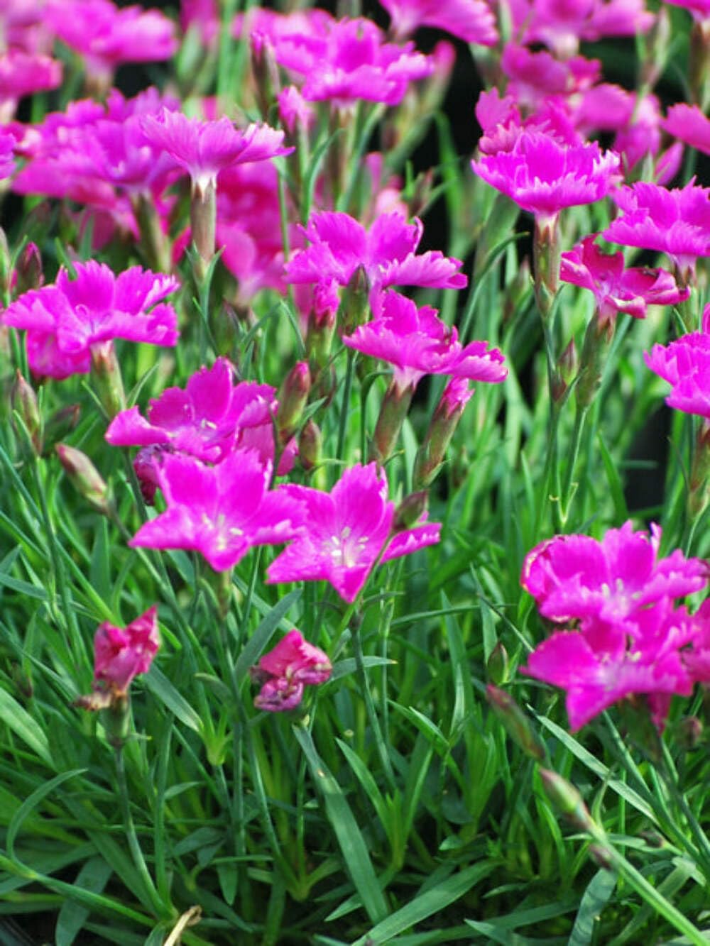 Perennial Farm Marketplace Kahori Dianthus