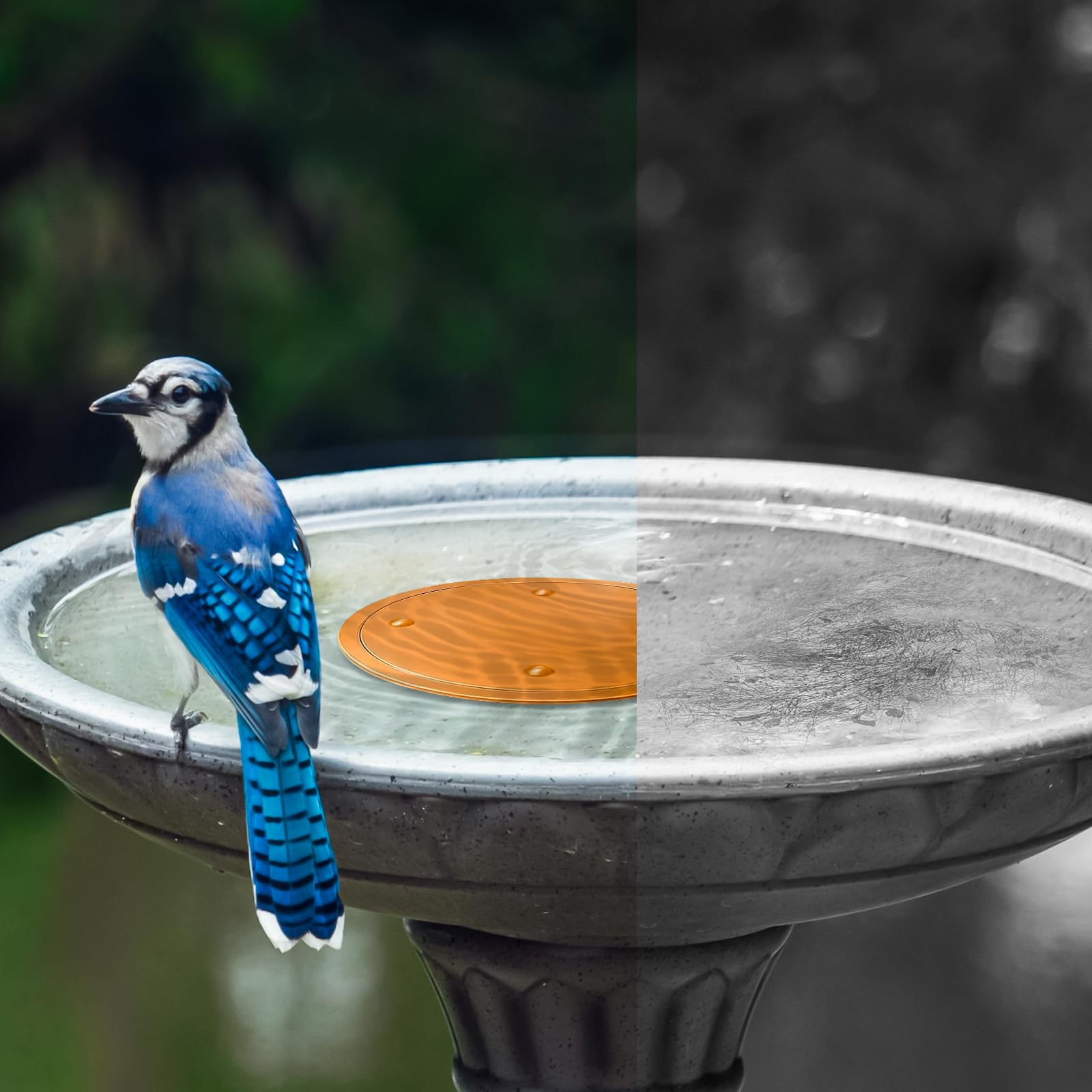 Lot de 6 disques de purification pour bain d'oiseaux, 99,99 % cuivre pur, 0,6 mm, garde l'eau propre et fraîche pour intérieur extérieur, jardin, cour, terrasse