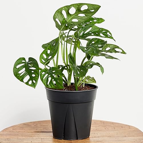 Greendigs Monstera Adansonii Planta fácil de cultivar, bajo mantenimiento, planta de interior viva, maceta de vivero de 7 pulgadas